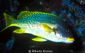 Portrait of a  blackspotted sweetlips,  Gatherhinus sp. by Alberto Romeo 